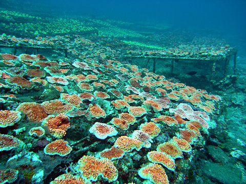 File:Corals-blog480.jpg