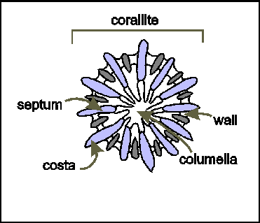 File:Corallite1.gif