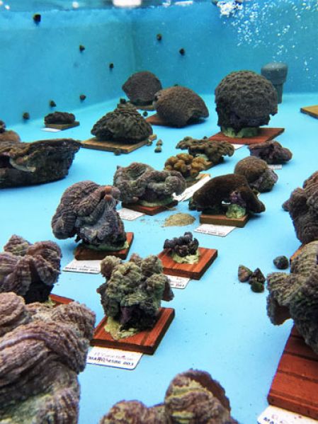 File:Rescued Healthy Corals.jpg