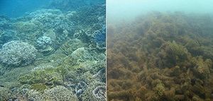 Before and after pictures of damages caused by Cyclone Yasi in MacDonald reef