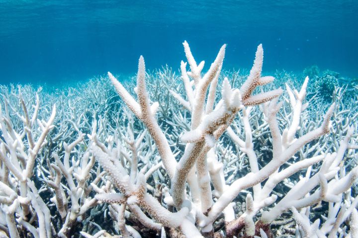 File:Coral-bleaching-on-the-great-barrier-reef-in-australia.jpg
