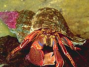 File:Hermet red crab.jpg