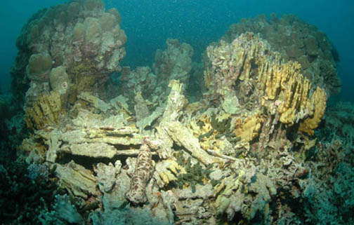 File:Reefcheck aceh coral1m.jpg