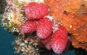 File:Strawberry tunicate-6210.jpg