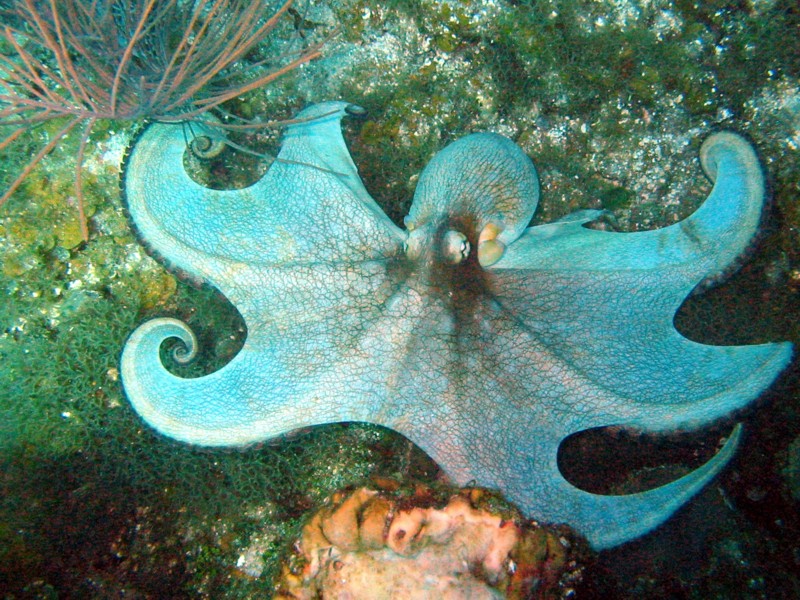 File:Creature-Caribbean-Reef-Octopus.jpg