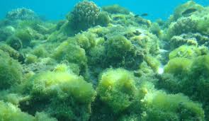 File:Coral algae.jpg