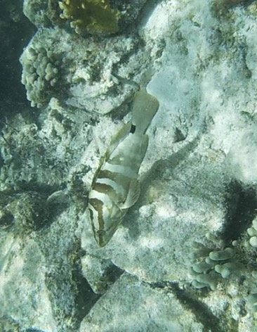 File:Nassau-grouper-buglisi.jpg