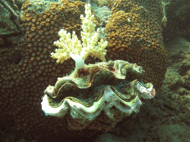 File:69.Giant Clam with sponge attached on Boulder Coral.jpg