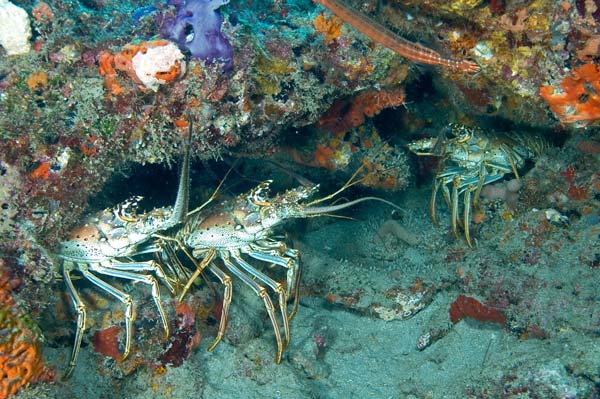 File:Caribbean Spiny Lobster Condo.jpg