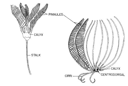 File:Crinoid diagram.JPG