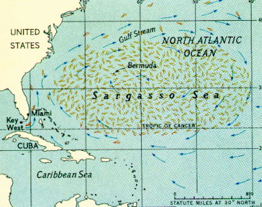 File:Bermuda sargasso.jpg