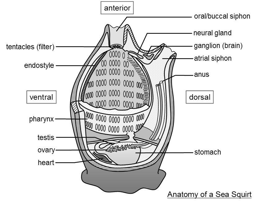 Basic anatomy of a tunicate.[2]
