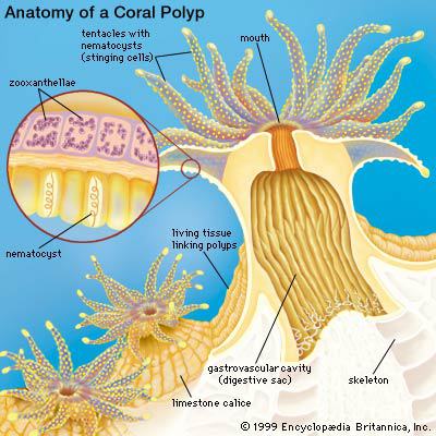 The anatomy of a coral polyp