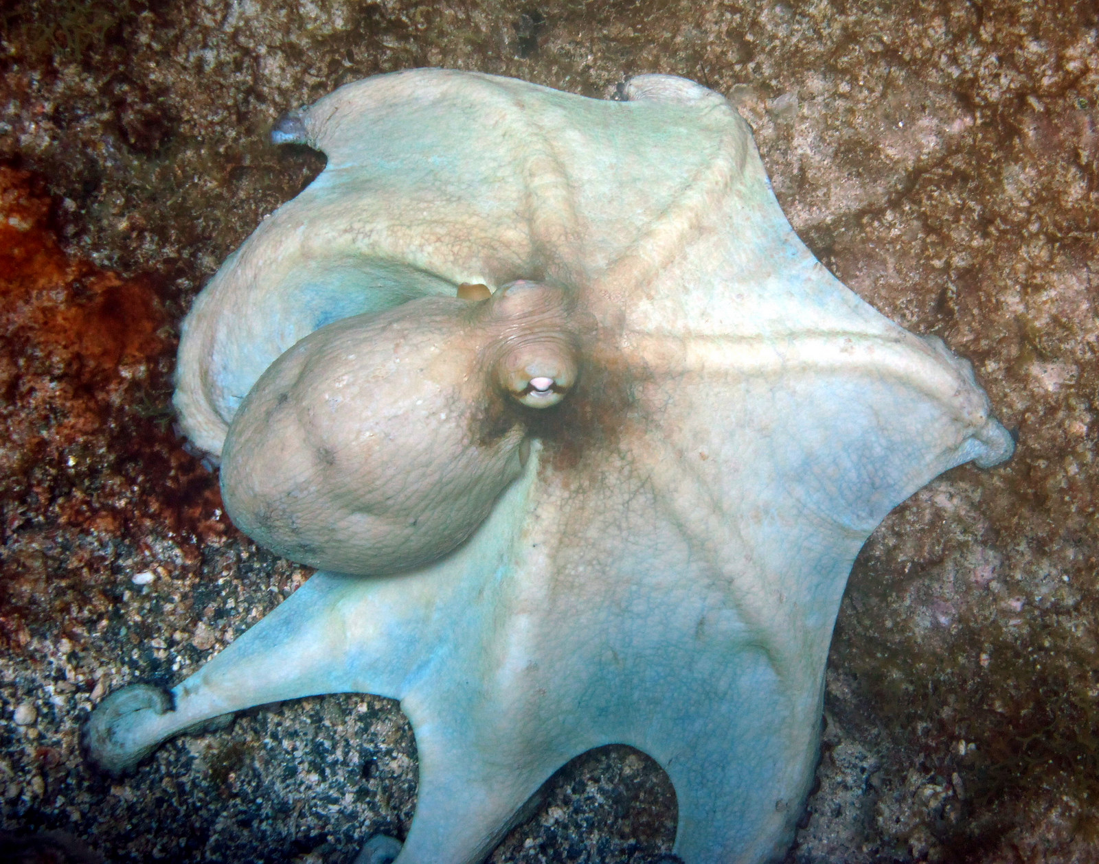 A common octopus on a rock.
