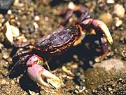 File:Purple shore crab.jpg