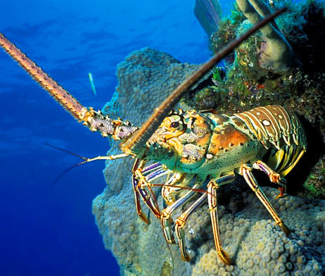 File:Key-West-Seafood-Direct-Spiny-Lobster-Fresh-Whole-Live-Season-462x392.jpg