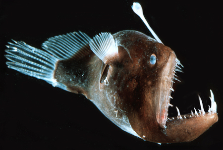 File:Anglerfish reproduction.jpg