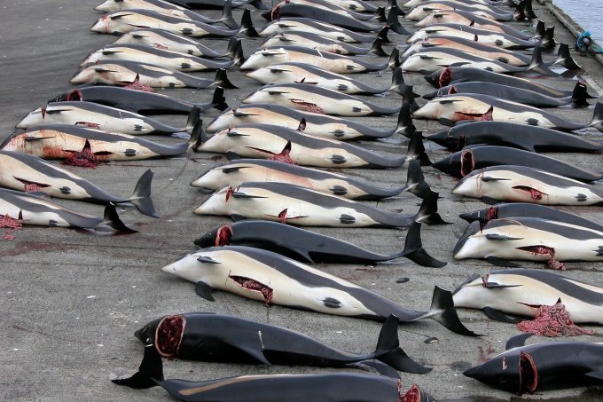 File:Whaling in the faroe islands.jpg