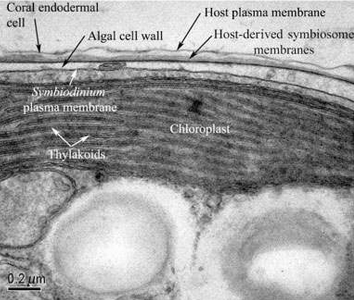 File:Subcellular.png