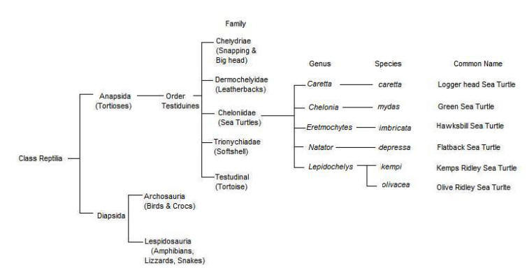 File:Phylogeny.JPG