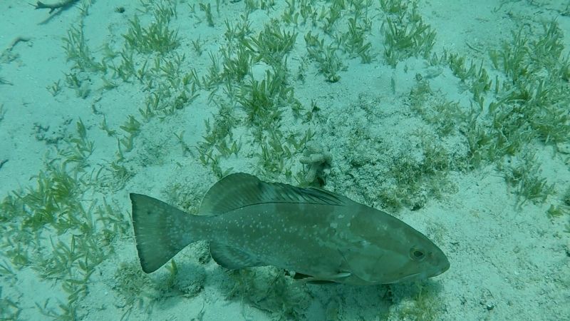 File:Red-grouper-alvis.jpg