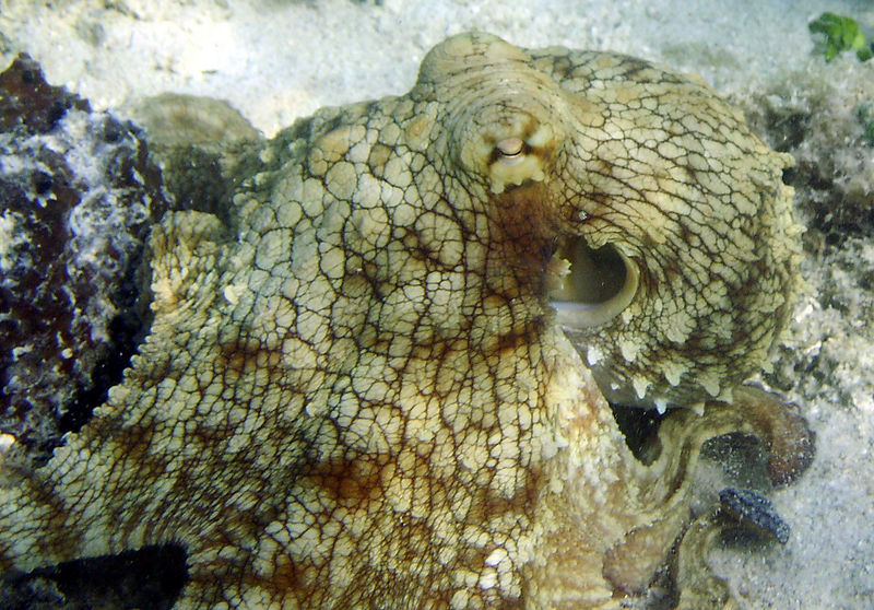 File:Caribbean Reef Octopus.jpg