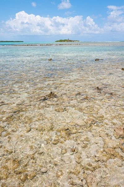 File:Belize-coral-110929-02.jpg