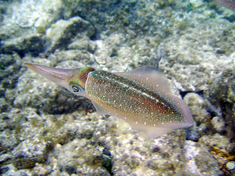 File:Caribbean Reef Squid1.jpg