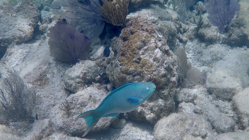 File:Queen-parrotfish-alvis.jpg