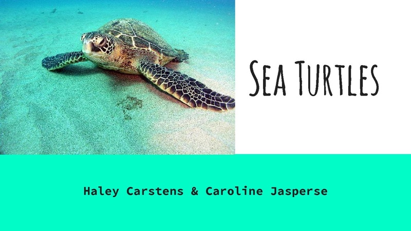 File:Sea Turtles Presentation.pdf