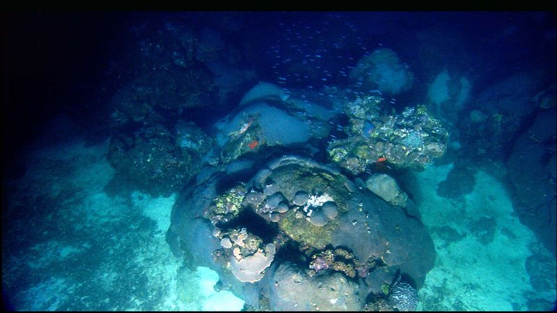 File:Deep coral.jpg