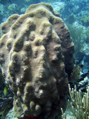Boulder star coral