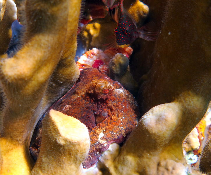File:Caribbean Two Spot Octopus.JPG