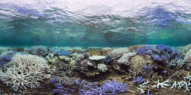File:Biotech-bleached-and-purple-stahorn-shallow-reef.png