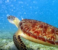 caption:Green Sea Turtle in USVI