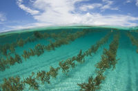 http://www.scubazoo.com/updates/blog/seaweed-farming-in-halmahera-indonesia/