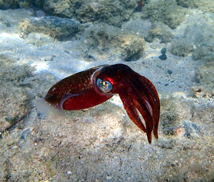 File:Red Squid.png