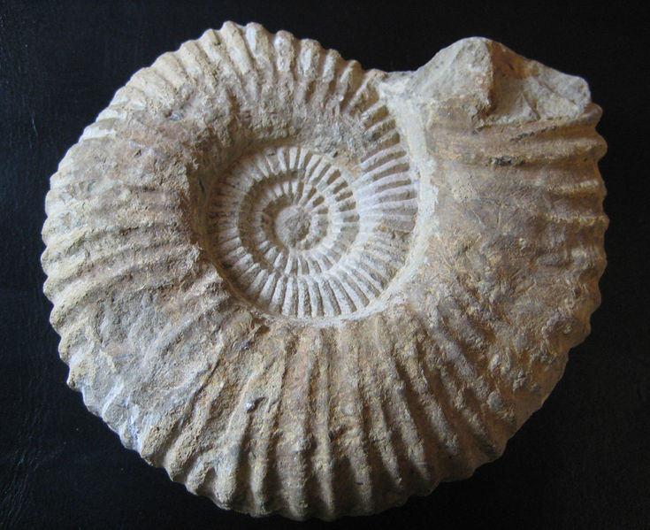 File:Ammonite.jpeg