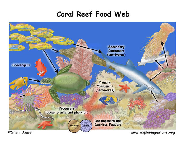 File:Coralreef foodweb72.jpg