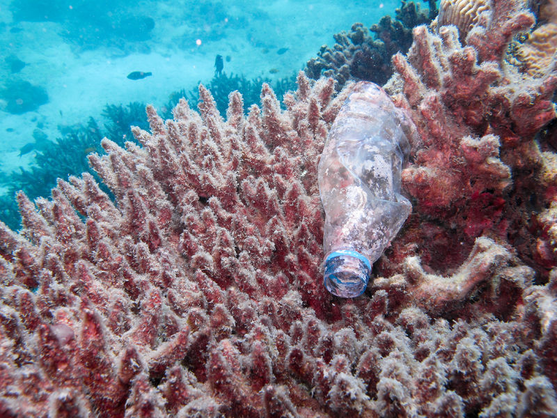 File:Bottle in coral.jpg