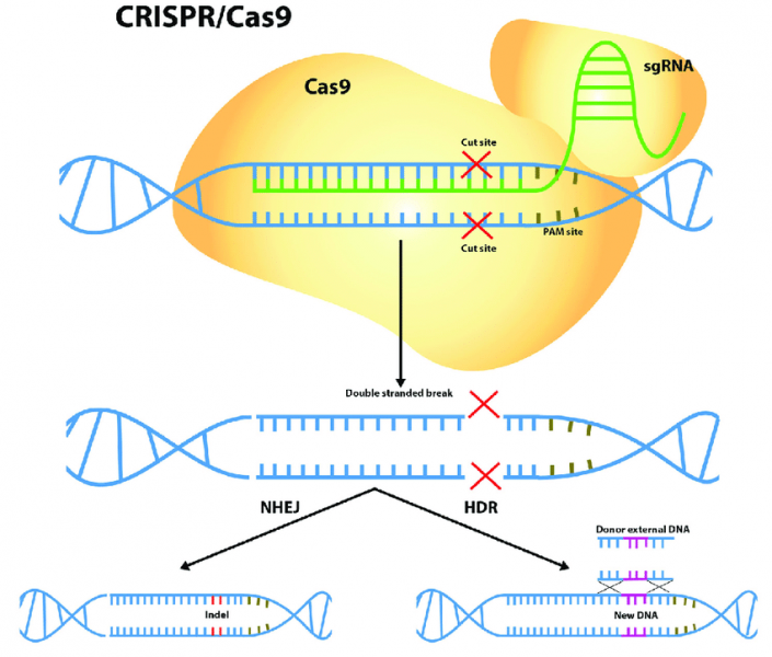 File:CRISPR.png