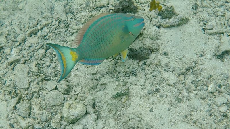 File:Stoplight-parrotfish-term-alvis.jpg
