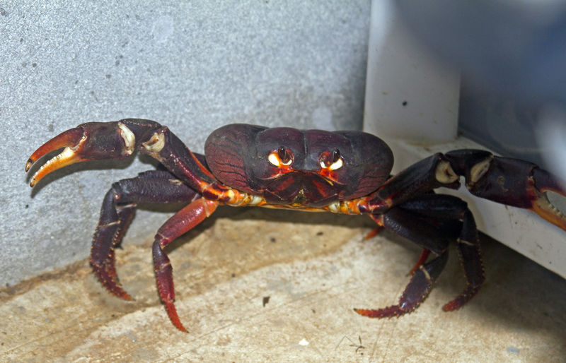 File:Land crab.jpg