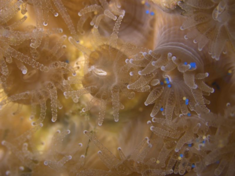 File:Coral-Eating-Microplastics.jpg