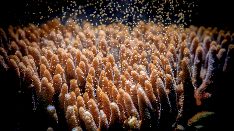 File:Biotech-finger coral spawning.png