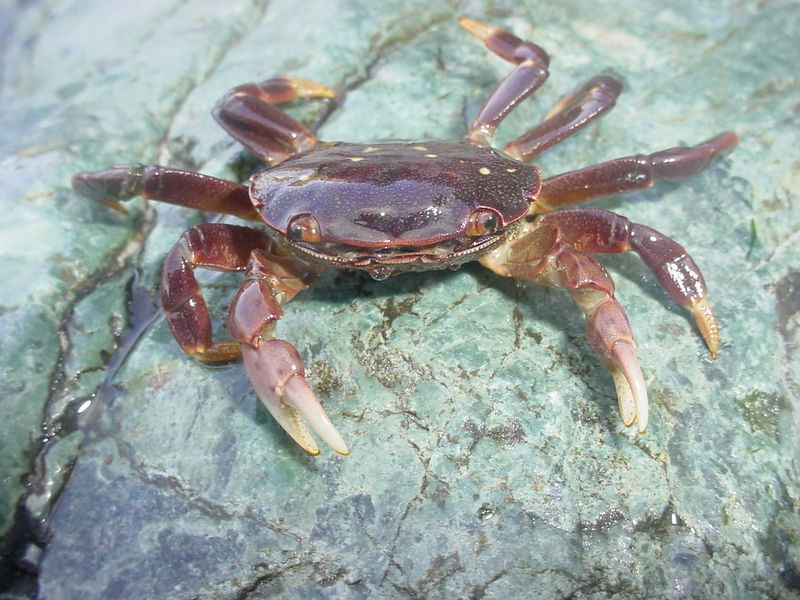 File:Crabs.jpg