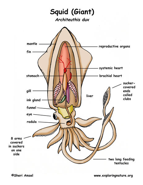 File:Squid diagram color72.jpg