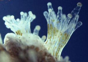 Visible Zooxanthellae within a coral polyp