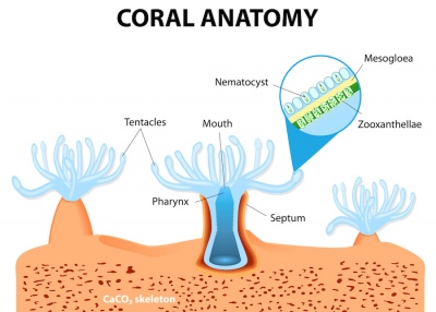 diagram of zooxathellae on coral