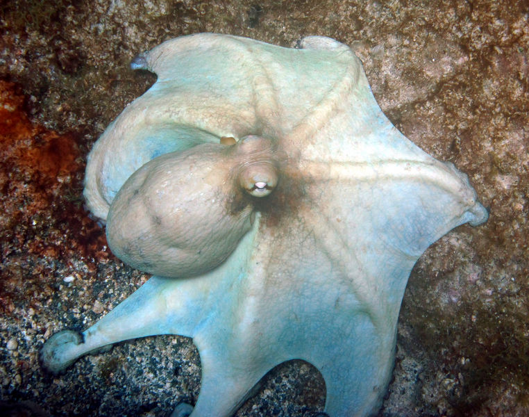 File:Common Octopus.jpg